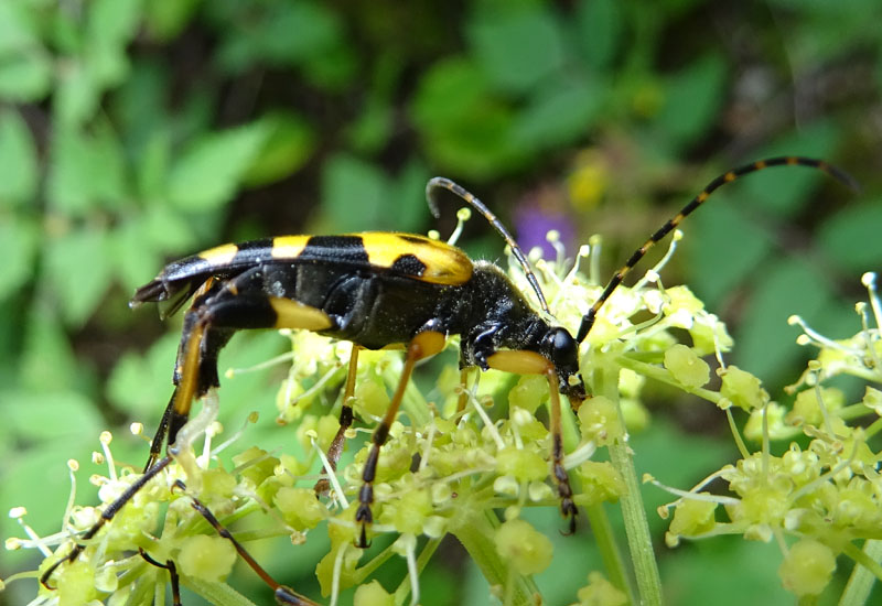 Rutpela maculata - Cerambycidae